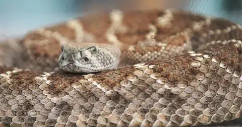 What to do if you come across a rattlesnake
