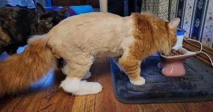 A cat hops into a FedEx truck and ends up miles from home