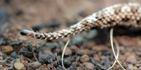 A rare spider-tailed viper arrives at Bern Zoo