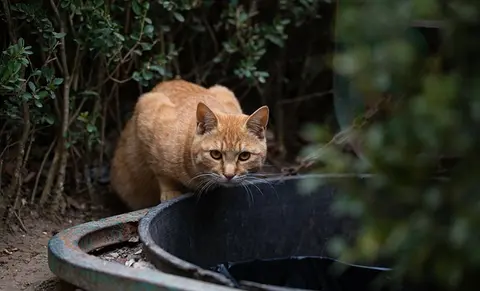 Petition: lift the ban on Collette Boler so she can keep feeding feral cats