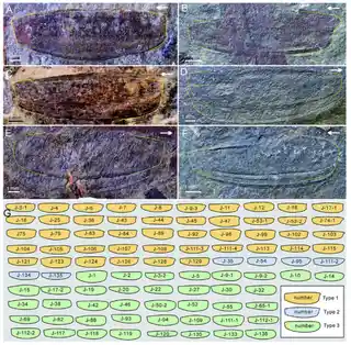 Fossils reveal the sexes of a 450-million-year-old species