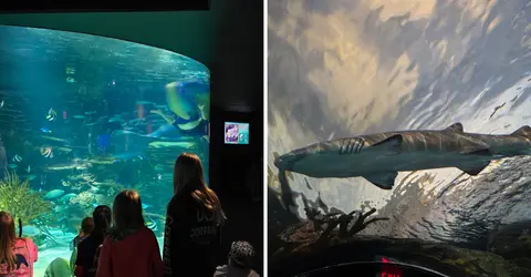 The Tennessee aquarium where you can get right up to the sharks