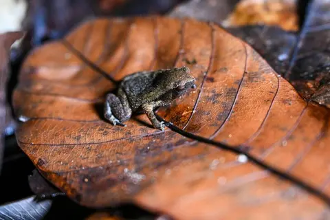 Night walks to spot frogs are catching on in Borneo