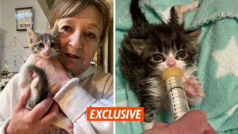 Meet the Australian Kitten Whisperer Who Has Rescued More Than 300 Abandoned Cats