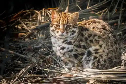 Asia's Overlooked Leopard Cat: Widespread, but Poorly Understood