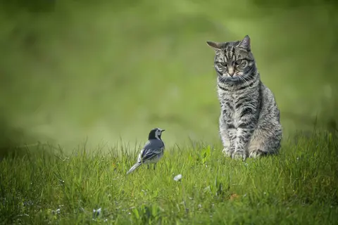 Why Keeping Your Cat Indoors Saves Birds