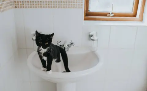 Woman's Cats Come to the Rescue When the Toilet Paper Runs Out