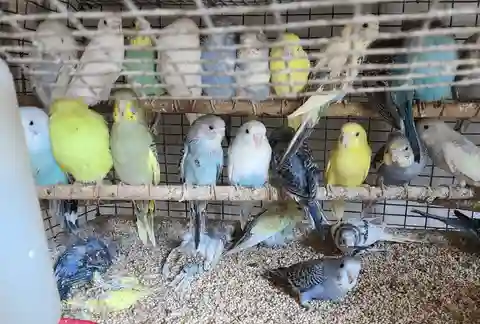 PETA confronts a Columbus Petco over parakeets killed by a breeder