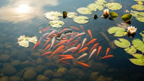 Pensioner poisons his neighbour's fish in a row over pond noise