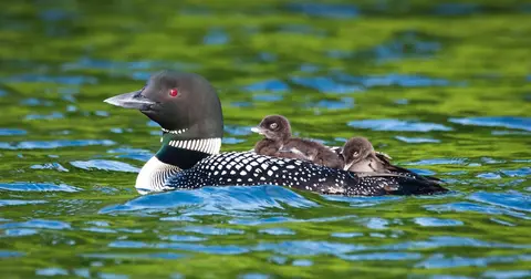 Why do loons have red eyes?
