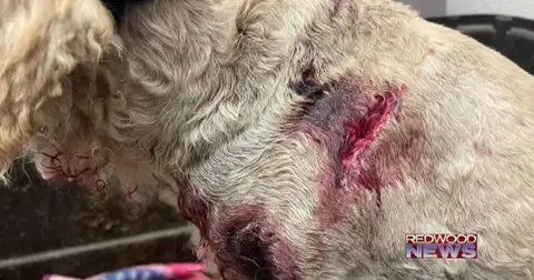 Two rescue dogs mauled while defending a rescue director from bears
