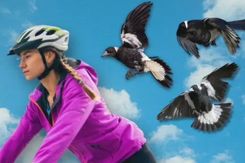The Brisbane suburbs where swooping birds cause the most trouble