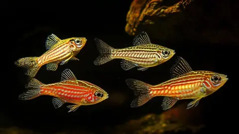 Where cichlids come from, and why aquarists love them