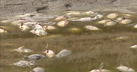 Thousands of dead fish in a Northern Colorado lake, and residents racing to save the rest