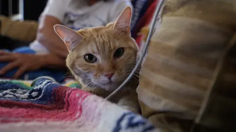 A cat missing for 20 days is found alive as the Aspen Acres Fire keeps burning