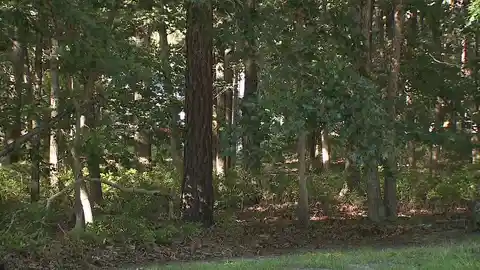 Rabid groundhog bites a homeowner and two cats in Atlantic County