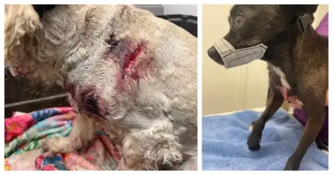Two small dogs badly hurt protecting a Kneeland rescue worker from bears