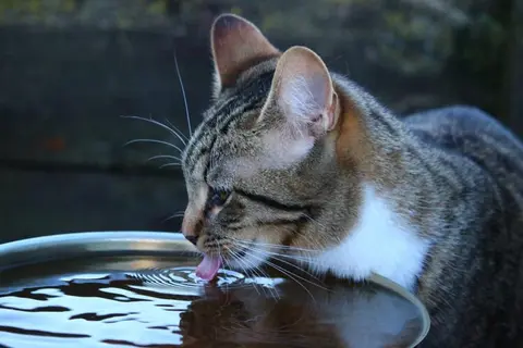 Why it's worth keeping an eye on how much your older cat drinks