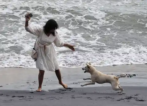 Thiruvananthapuram's stray dog relocation drive faces questions over transparency