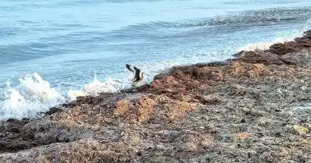 Sargassum seaweed piles up on Marco Beach as turtle season hits 162 nests