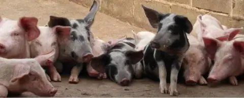 African swine fever reaches six counties, putting pig farmers on edge