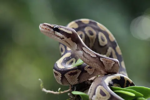 A dog spots a 3ft python under the door in Honolulu, and eight police turn up
