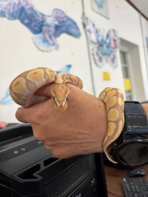 Piedmont library's critter day brings snakes, geckos and a tortoise