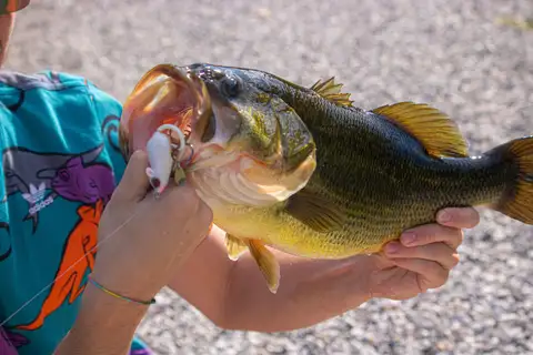 A second tongue-eating parasite turns up in Mexican snapper