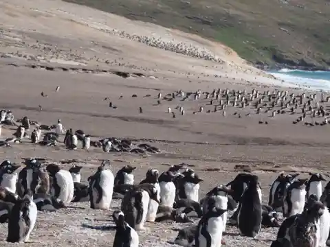 What a trip to the Falklands taught me about penguins