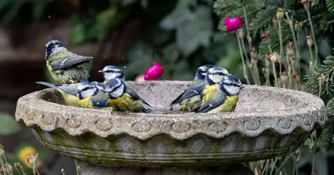 One simple change will keep small birds coming to your birdbath all summer