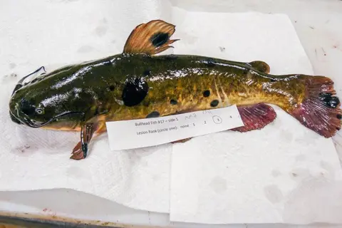 First known transmissible cancer found in catfish