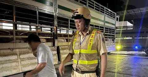 Police in Ho Chi Minh City stop two trucks carrying over 200 pigs positive for salbutamol