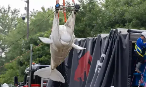 Six of Marineland's 30 belugas airlifted to safety