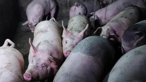 Veterinary department culls 31 pigs at Rohit Sahu's farm