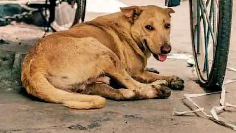 Fixing the street dog problem means working with animal welfare groups