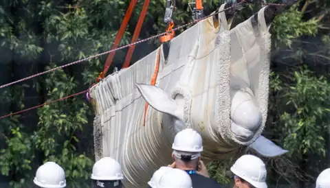 Four belugas bound for Shedd Aquarium from the closed Marineland, report says