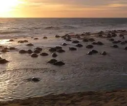 Humane Society International calls for an end to the wild turtle trade
