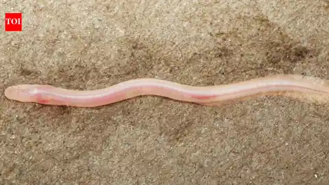 TikTok clip leads scientists to a new translucent eel under India's plains