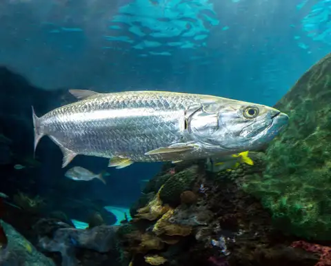 Scientists trace where Atlantic tarpon go to feed