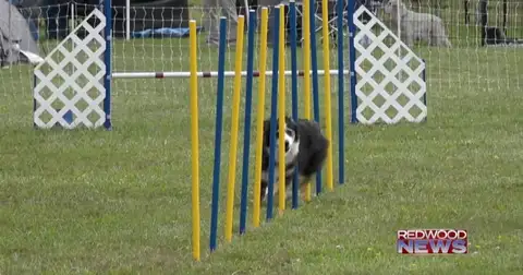 Dogs take over the fairgrounds for the Lost Coast Kennel Club show