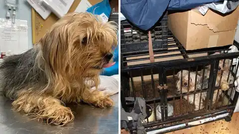 Ulster County SPCA shares a happy update on the Yorkie rescued from a breeding case