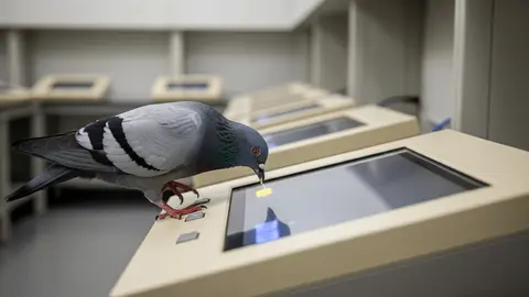 Pigeons cracked a problem built to defeat rule-followers, and it says something about AI