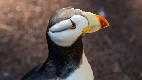 Point Defiance Zoo closes its puffin habitat after three birds die