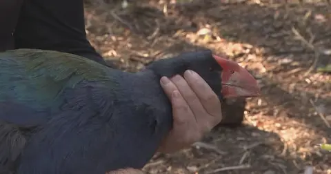 Native birds vaccinated as New Zealand braces for bird flu