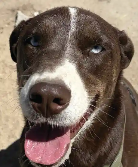 Meet Toffee, the husky-dalmatian mix who's also an escape artist