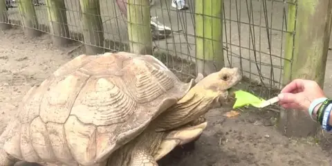 Meet the sulcata tortoises at the Monroe zoo