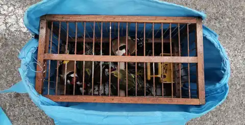 Serbia logged 1,647 wild bird crimes between 2017 and 2023