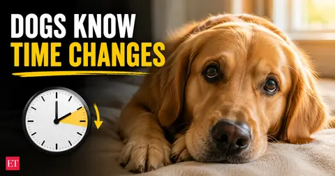 Dogs notice when the clocks change, even if they can't tell the time