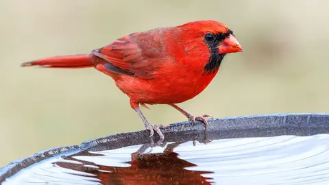 A simple container trick keeps birds cool at the birdbath in summer