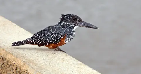 Why Kruger is one of the best birdwatching spots in the world